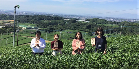 産地紹介八女茶